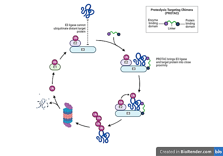 Mechanism of protein targeting by PROTACs